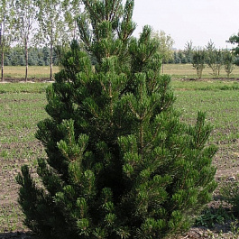 Сосна горная Унцината