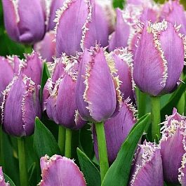 Тюльпан Cummins