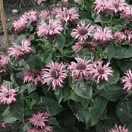 Монарда гибридная Bee-Lieve