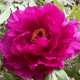 Пион древовидный Coiled Leaf Red