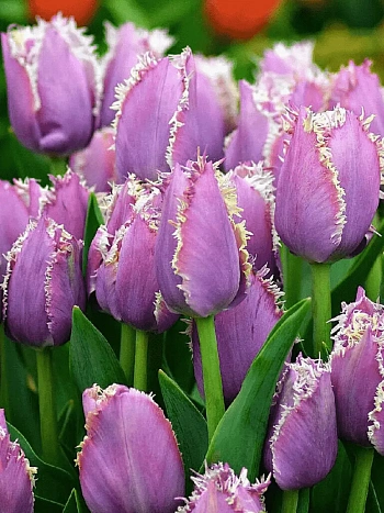 Тюльпан Cummins