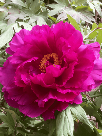 Пион древовидный Coiled Leaf Red