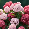 Гортензия метельчатая  Touch of Pink