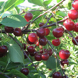 Вишня обыкновенная Щедрая