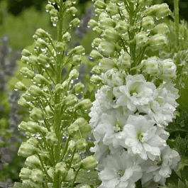 Дельфиниум  культурный Pacific Giant Galahad