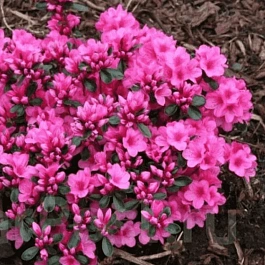 Рододендрон тупой  Anouk