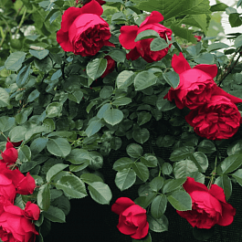 Роза Плетистая   Florentina