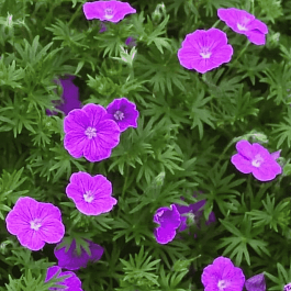 Герань кроваво-красная Vision Violet