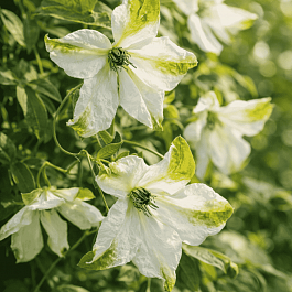 Клематис Витицелла Alba Luxurians