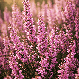 Вереск Пересвет розовый