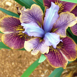 Ирис сибирский Black Joker