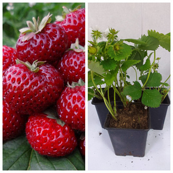 Земляника садовая Мизе Шиндлер НАБОР 3ШТ