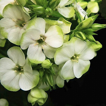 Флокс метельчатый Джейд НАБОР 2ШТ (1+1)