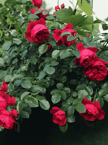 Роза Плетистая   Florentina