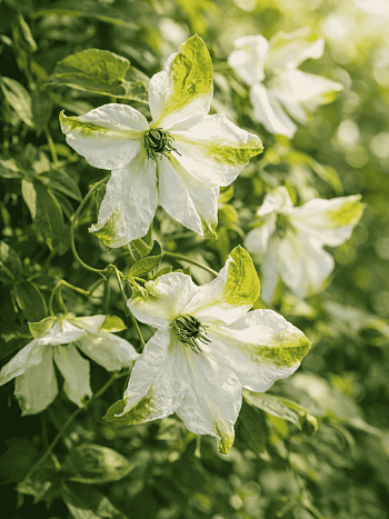 Клематис Витицелла Alba Luxurians