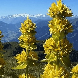 Горечавка желтая