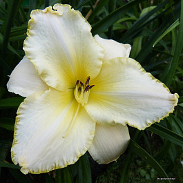 Лилейник гибридный Близард Бей