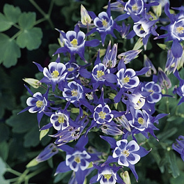 Аквилегия обыкновенная Винки Блу-Вайт Аквилегия обыкновенная Винки Блу-Вайт