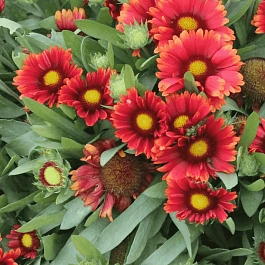 Гайлардия гибридная Arizona Red Shades