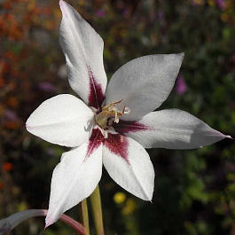 Ацидантера двухцветная Вайт