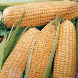 Кукуруза Лакомка Белогорья Кукуруза Лакомка Белогорья
