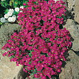 Аубриета (Обриета) гибридная Variegated Red Аубриета (Обриета) гибридная Variegated Red