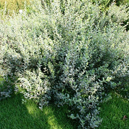 Ива швейцарская