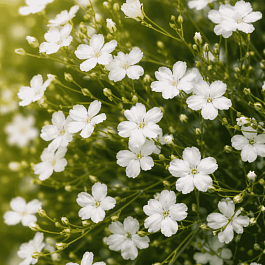 Гвоздика травянка  White