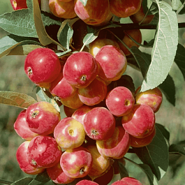 Яблоня Колоновидная Обелиск