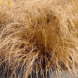 Осока власовидная Bronsita