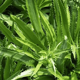 Синеголовник агаволистный