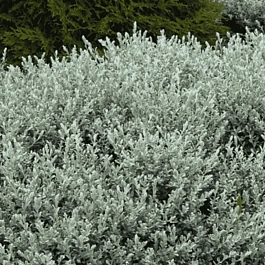 Ива ползучая Nitida