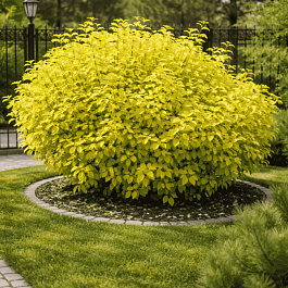 Дерен белый Aurea