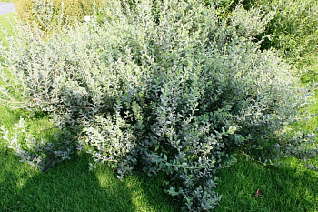 Ива швейцарская