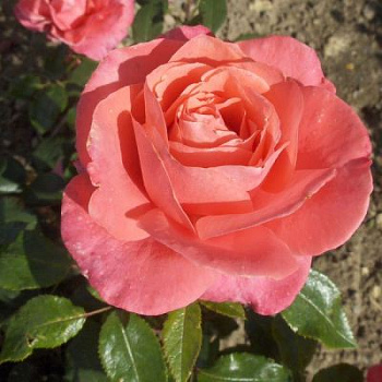 Роза чайно-гибридная Флорентина (Rose Florentina)