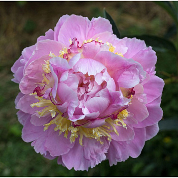 Пион травянистый Лавон