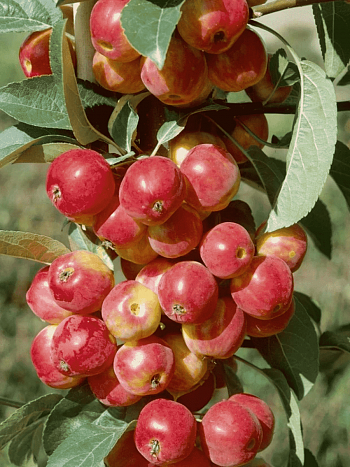 Яблоня Колоновидная Обелиск