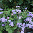 Агератум Голубая норка Агератум Голубая норка