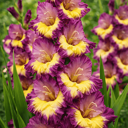 Гладиолус Dynamite