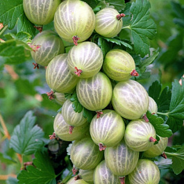 Крыжовник Вайт Триумф