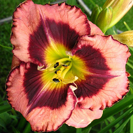 Лилейник гибридный Биг Сити Ай НАБОР 2ШТ (1+1)