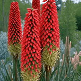 Книфофия ягодная 