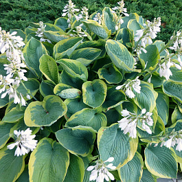 Хоста Зибольда Фрэнсис Вилльямс Хоста Зибольда Фрэнсис Вилльямс