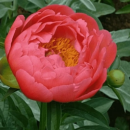 Пион Молочноцветковый Coral Sunset