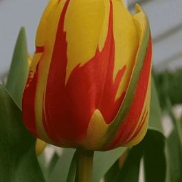 Тюльпан триумф Holland Queen