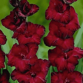 Гладиолус Black Jack
