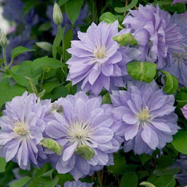 Клематис крупноцветковый Блю Даймонд Клематис крупноцветковый Блю Даймонд