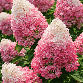 Гортензия метельчатая Pinky Promise