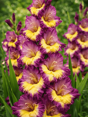 Гладиолус Dynamite