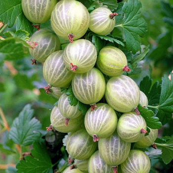 Крыжовник Вайт Триумф